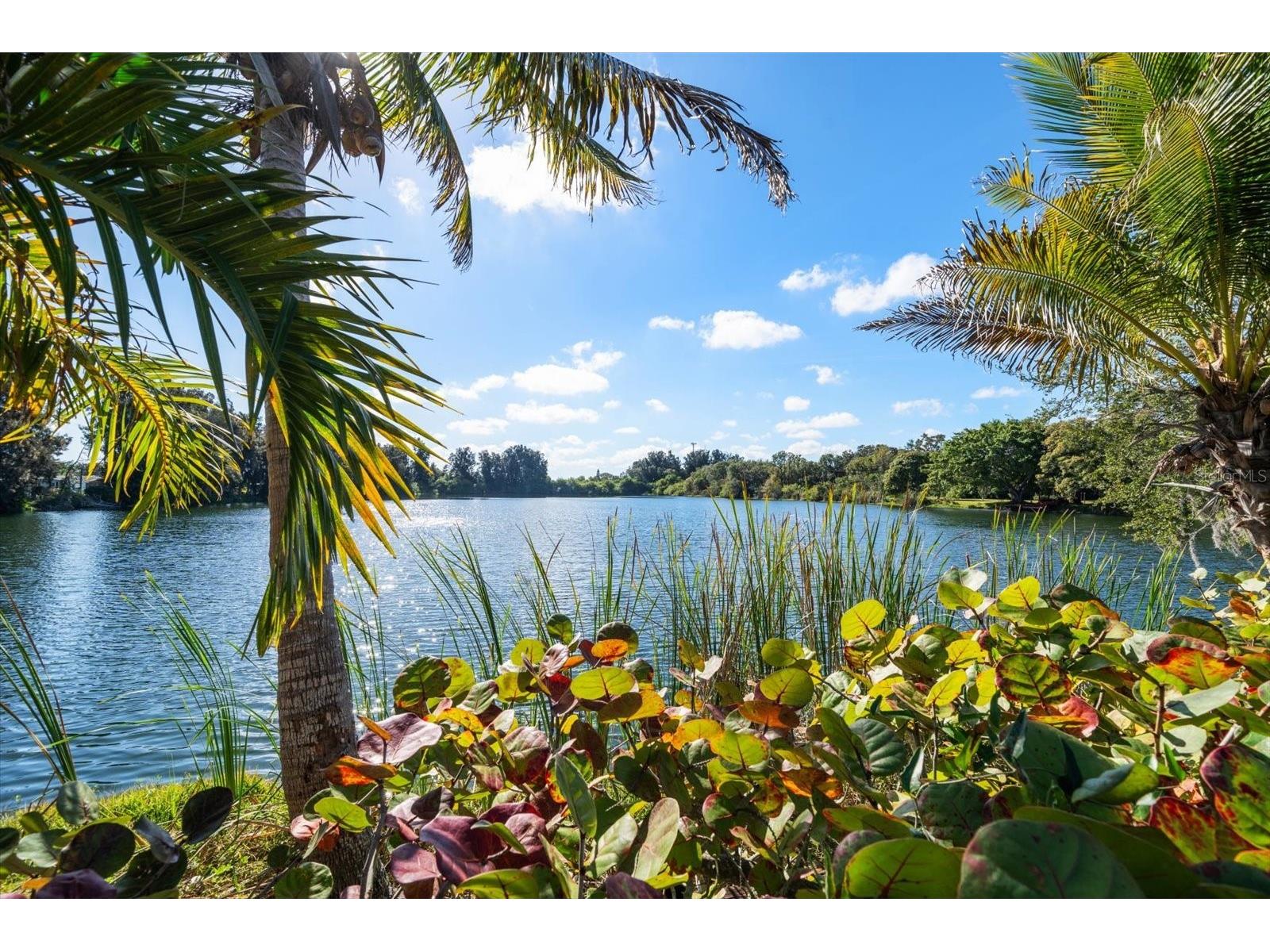 2402 Pine Hammock Clearwater FL 33764 TB8463686 image35