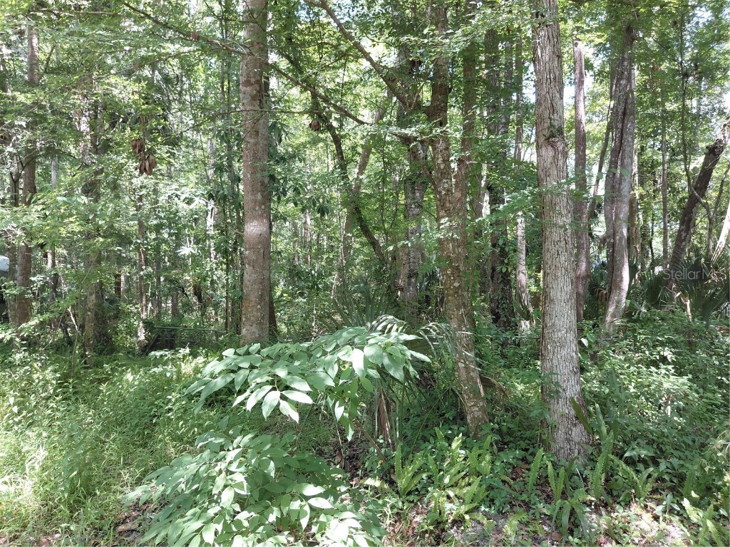 24028 Bass Road Astor FL 32102 O6310209 image1