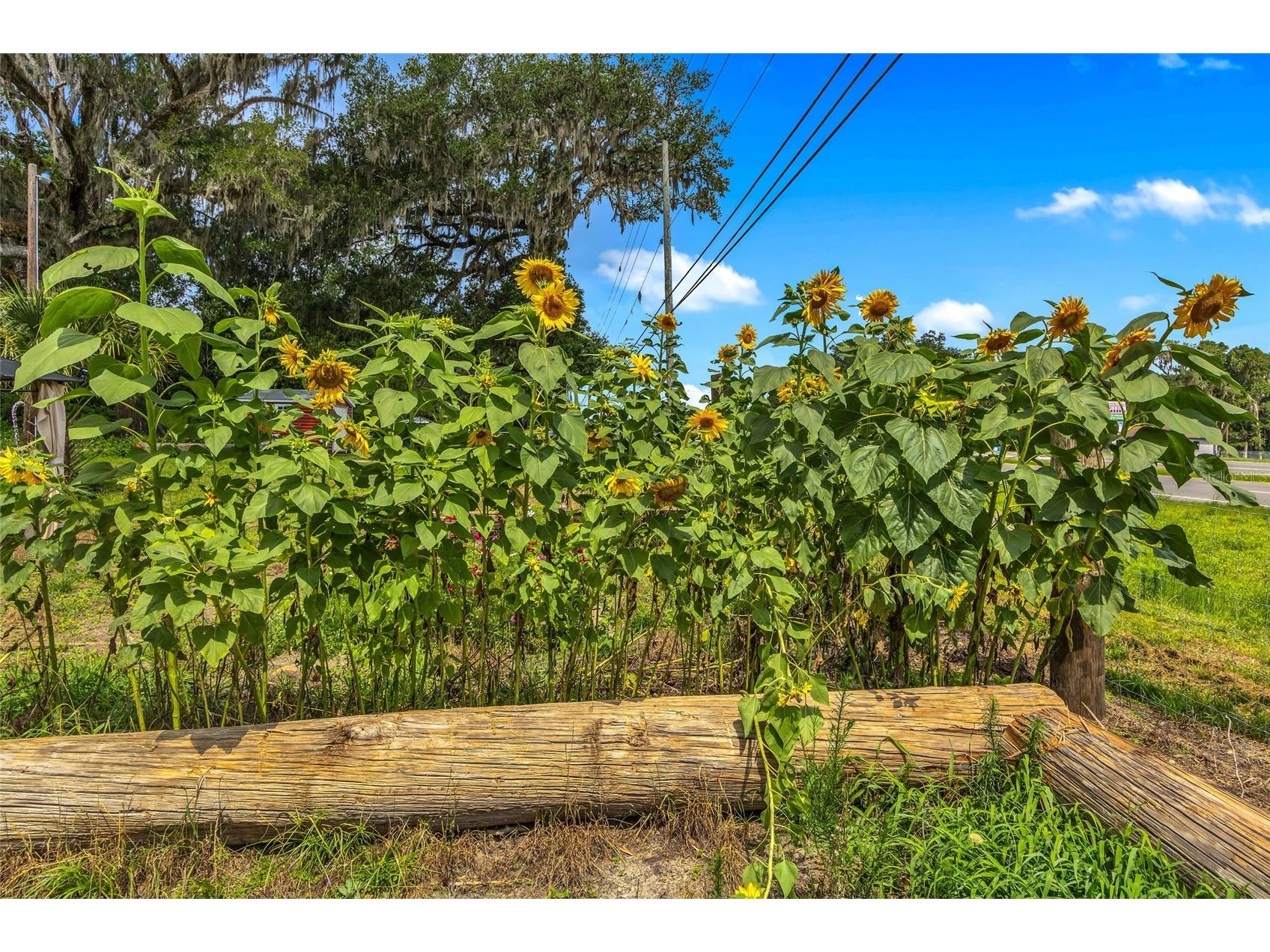 24050 Cortez Boulevard Brooksville FL 34601 W7887062 image37