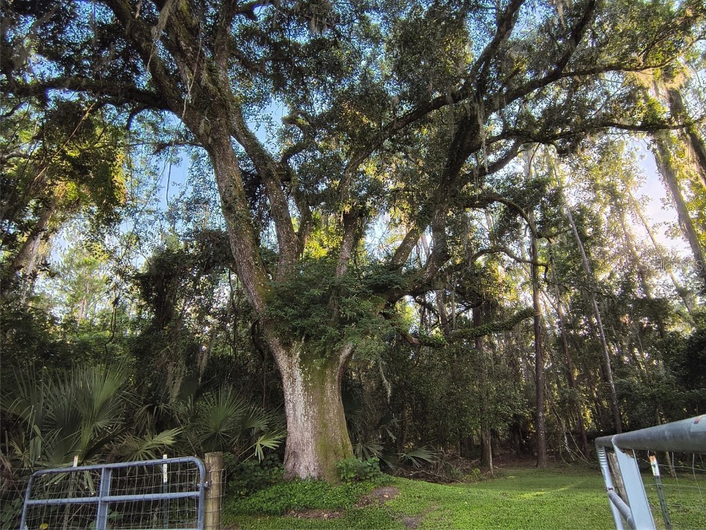 24050 Winding Creek Drive Brooksville FL 34601 O6337745 image10