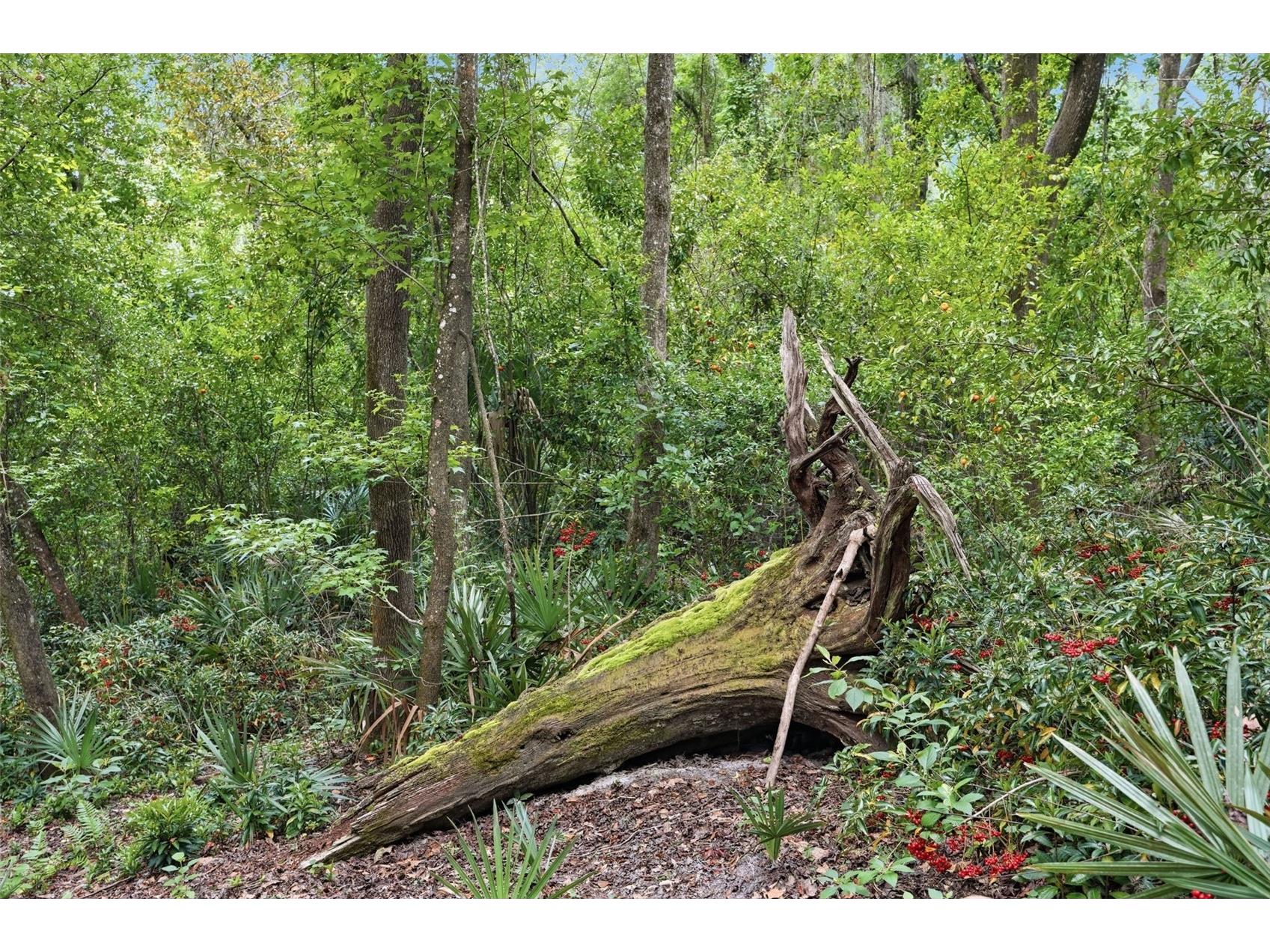 24050 Winding Creek Drive Brooksville FL 34601 W7886000 image20
