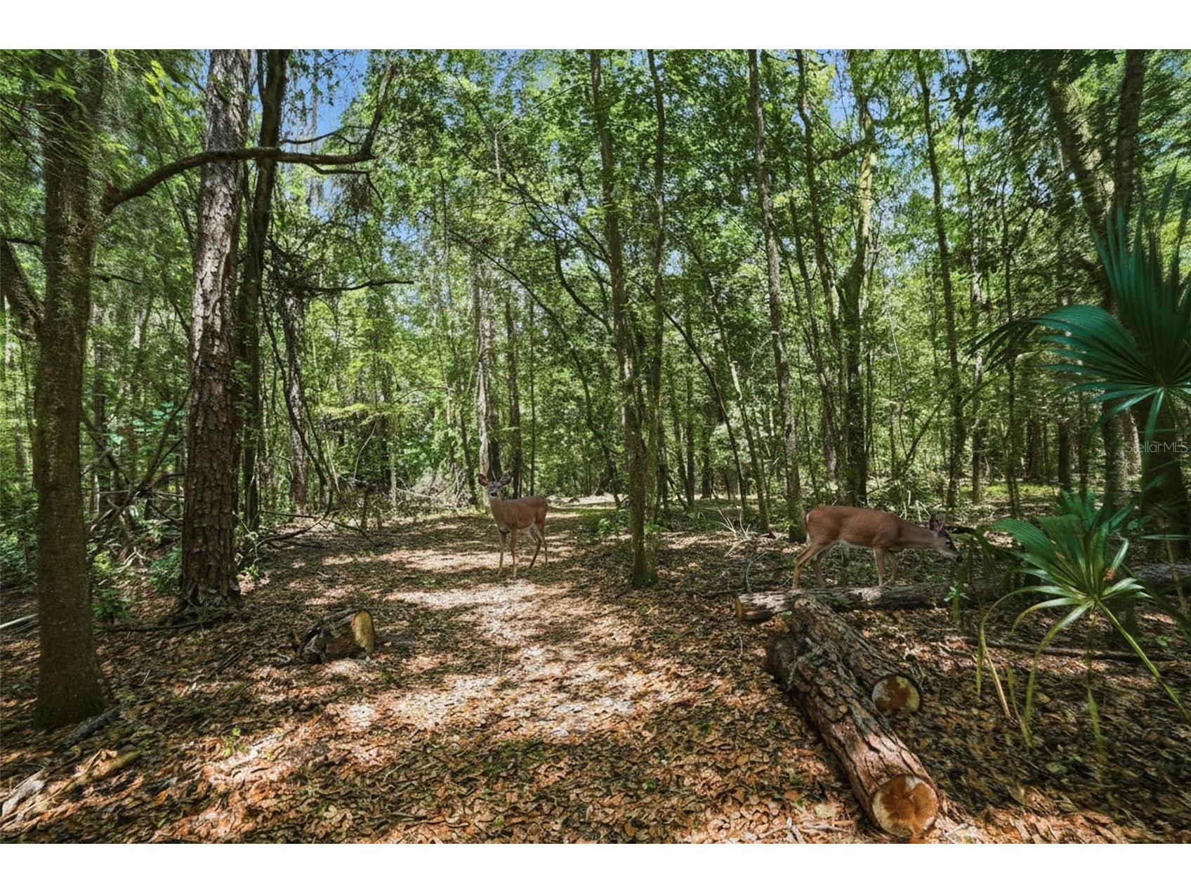 24050 Winding Creek Drive Brooksville FL 34601 W7886000 image88