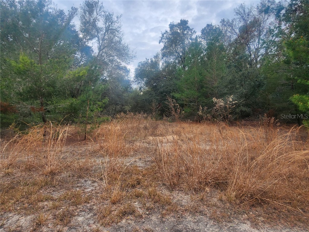 2407 Jackson Street Inverness FL 34453 OM693039 image13