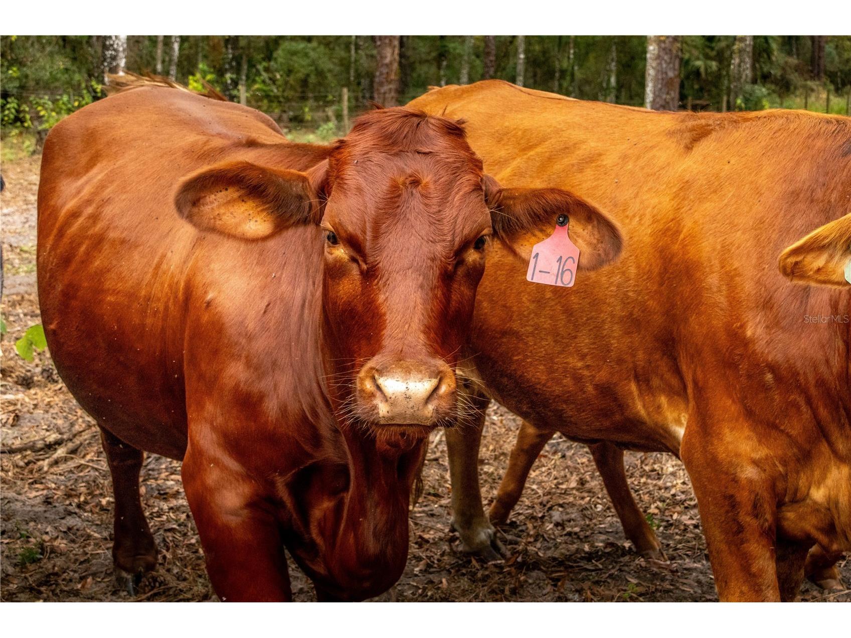 24091 Richbarn Road Brooksville FL 34601 W7885802 image19