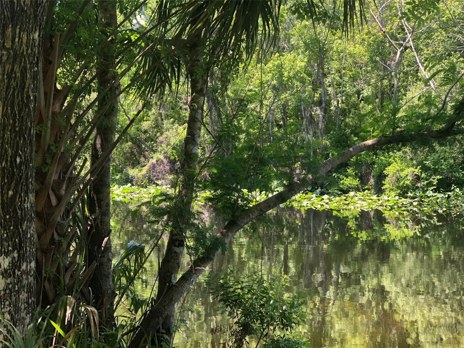241 Nova Drive Sanford FL 32771 - WEKIVA RIVER O6395942 image11