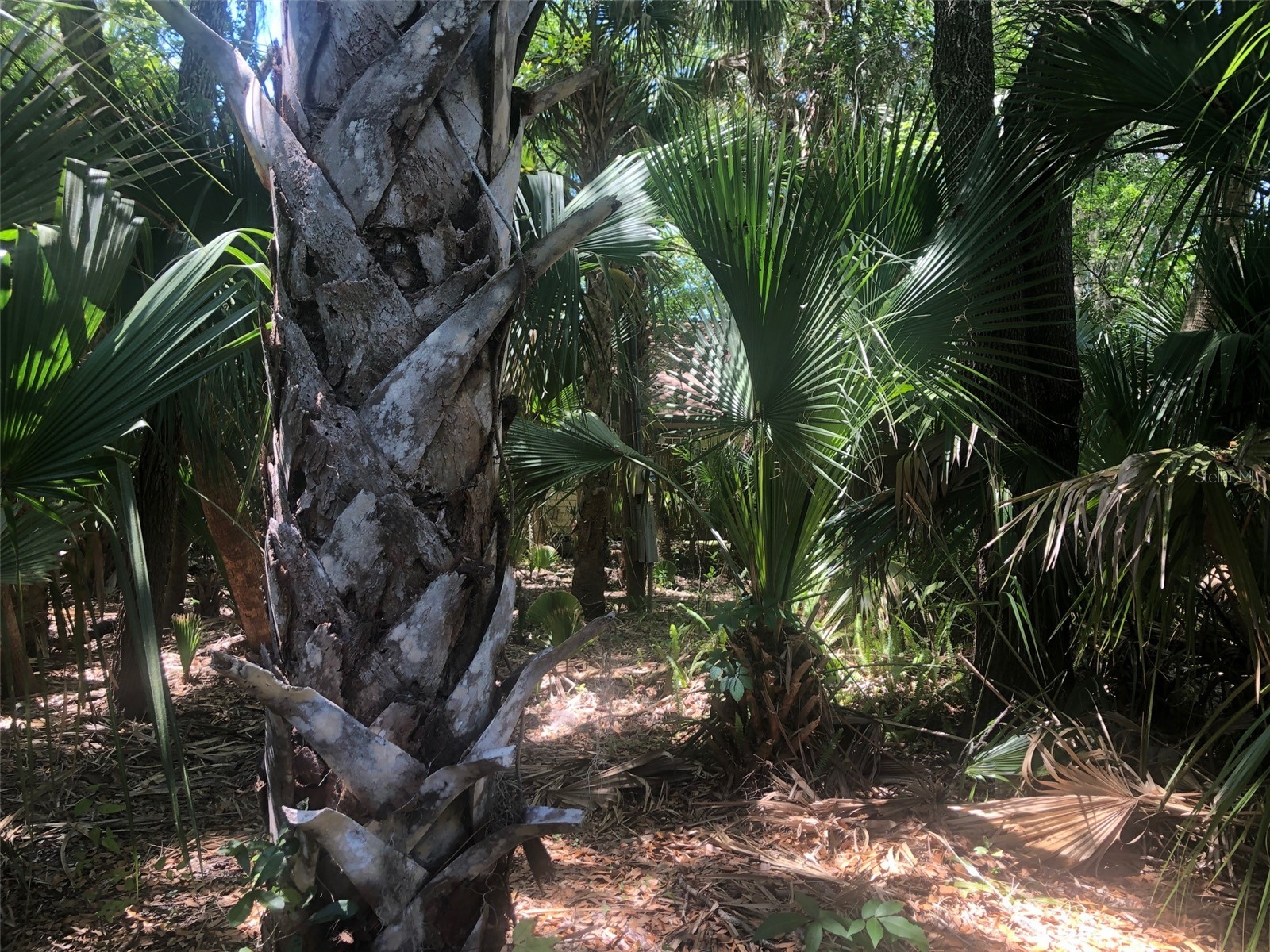 241 Nova Drive Sanford FL 32771 - WEKIVA RIVER O6395942 image9