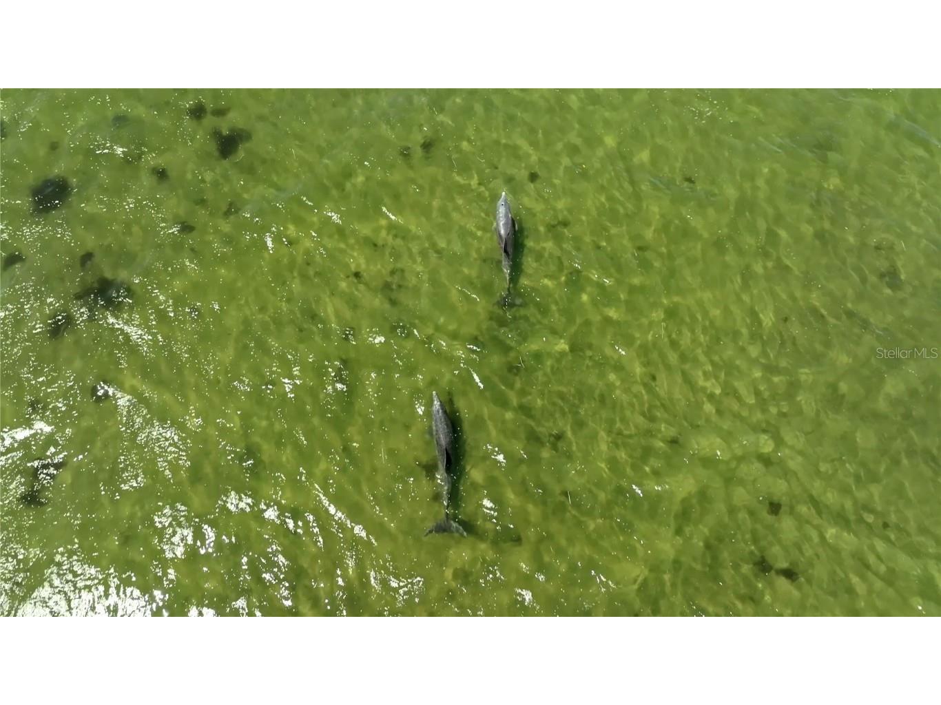 2417 Sunset Vista Drive Spring Hill FL 34607 - GULF OF MEXICO TB8380397 image38