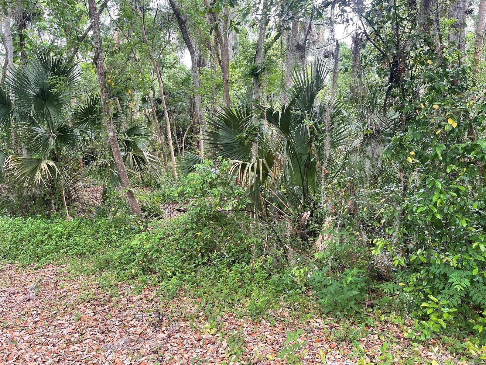 242 Fraser Road Debary FL 32713 O6383547 image4