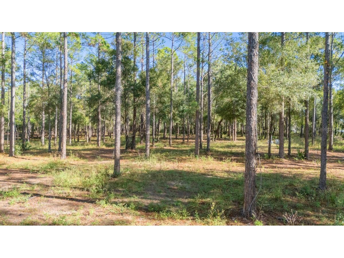 24238 Deep Springs Loop Eustis FL 32736 O6409401 image7
