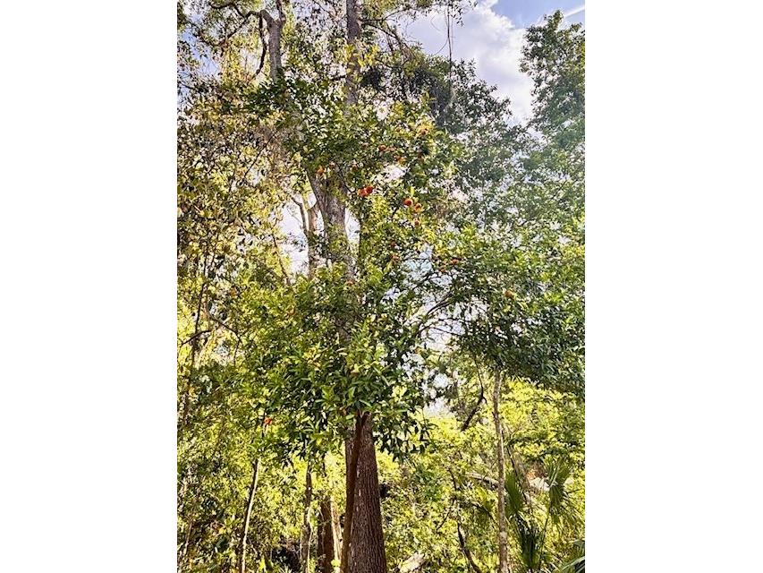 24270 Browning Place Brooksville FL 34601 TB8355459 image35