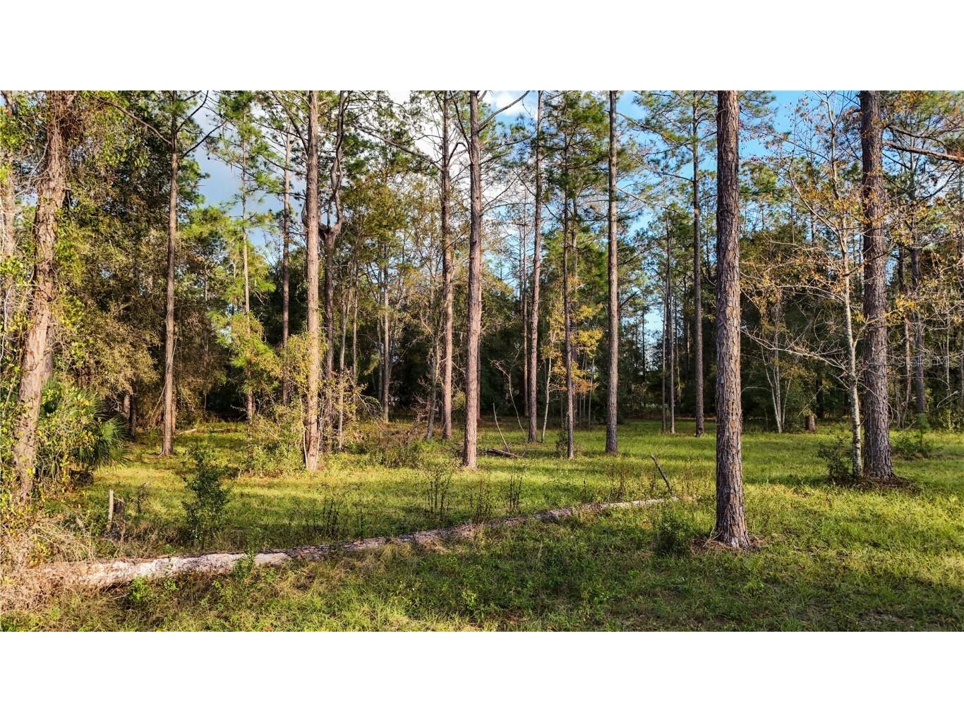 24325 Deep Springs Loop Eustis FL 32736 G5104946 image20