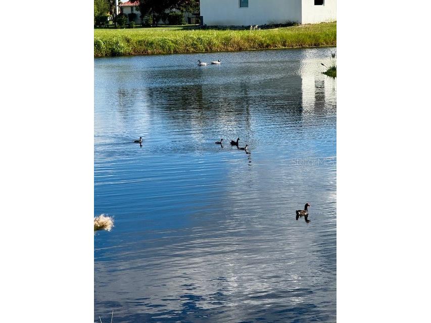 24383 Belize Court Punta Gorda FL 33955 O6335830 image1