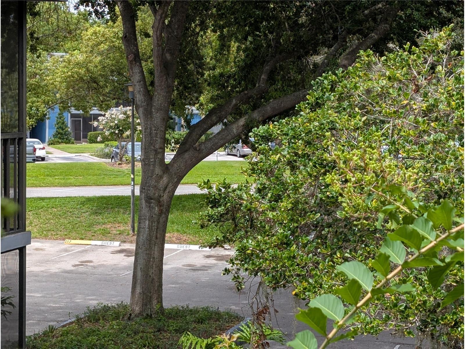 2439 Oak Park Way #217 Orlando FL 32822 O6415337 image32