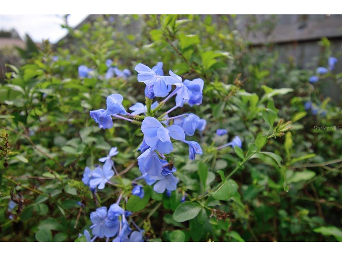 2445 Christine Drive Titusville FL 32796 O6364907 image19