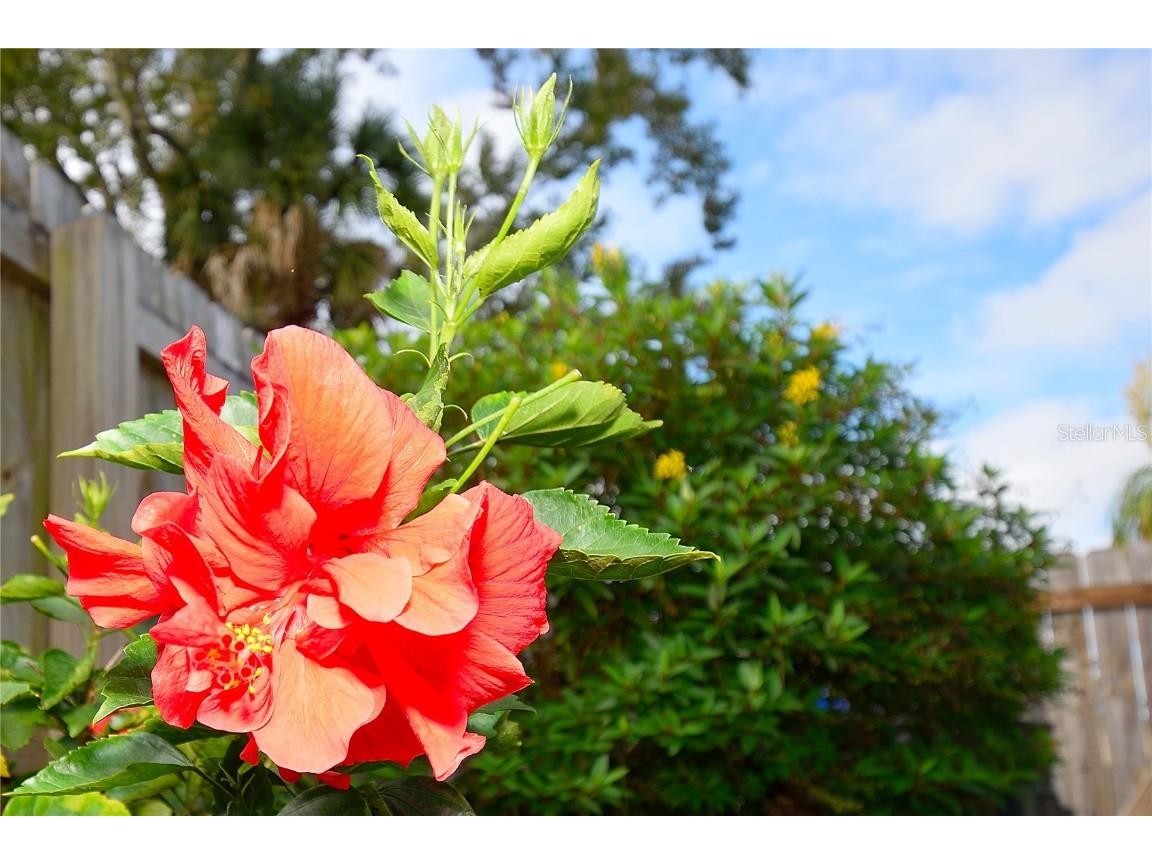 2445 Christine Drive Titusville FL 32796 O6364907 image20