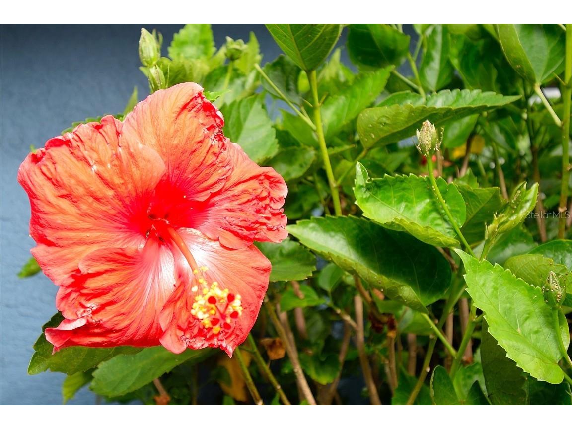 2445 Christine Drive Titusville FL 32796 O6364907 image21