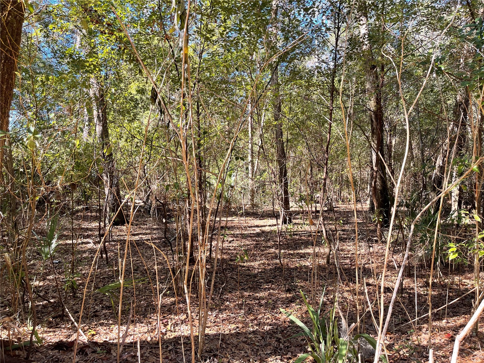 24510 Ne State Rd 26 Melrose FL 32666 - LAKE SANTA FE GC536541 image24