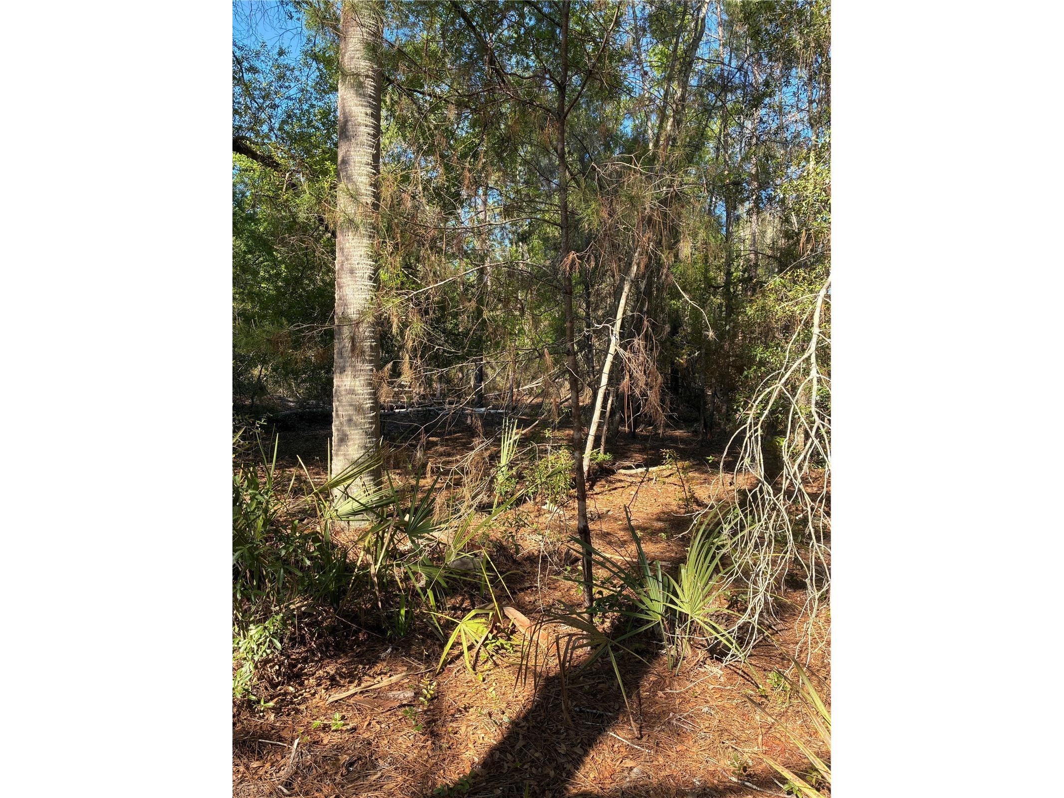 24533 Pink Panther Road Paisley FL 32767 G5110075 image5