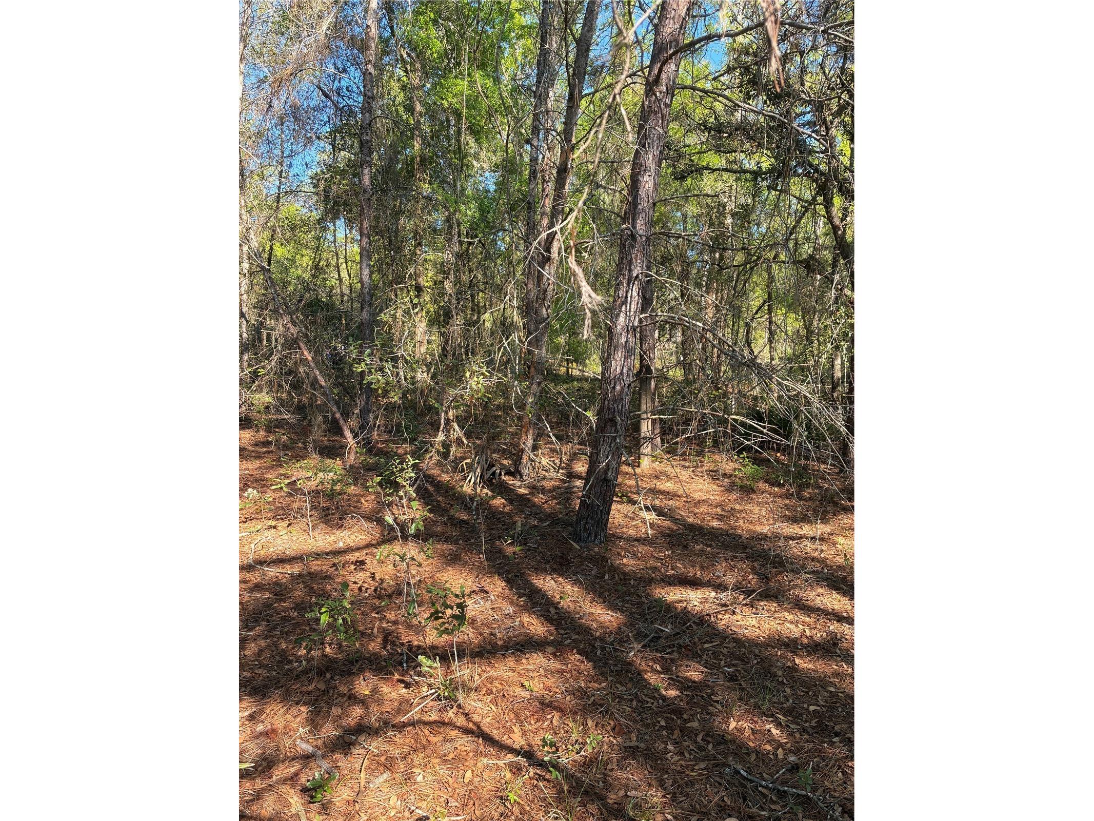 24533 Pink Panther Road Paisley FL 32767 G5110075 image6