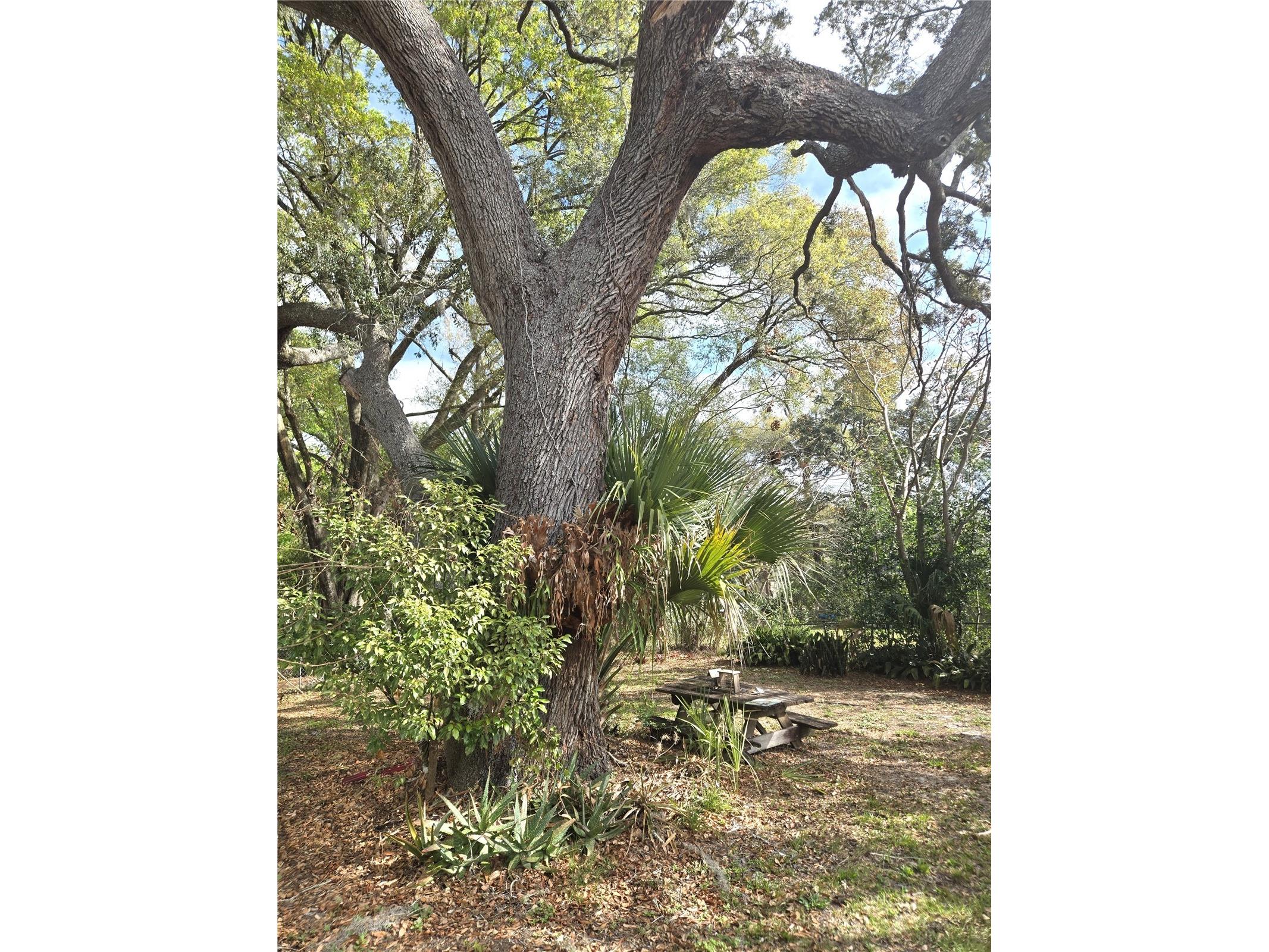 2455 Royal Road Deland FL 32724 V4946119 image18