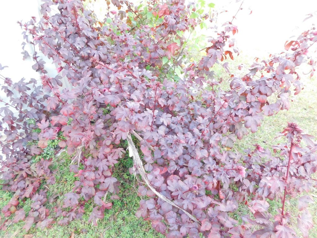 2460 NW Garvin Avenue Arcadia FL 34266 C7518208 image15