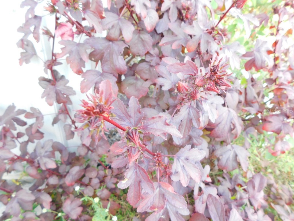 2460 NW Garvin Avenue Arcadia FL 34266 C7518208 image8