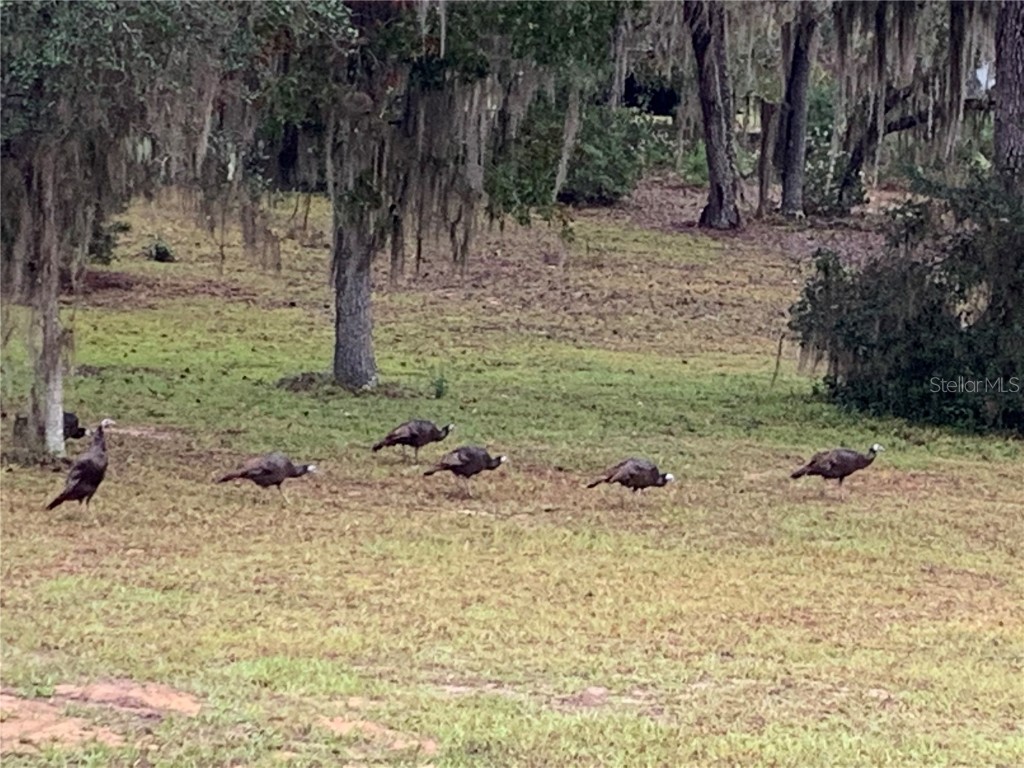 24605 and 24645 NE 177th Terrace Fort Mc Coy FL 32134 TB8433646 image78