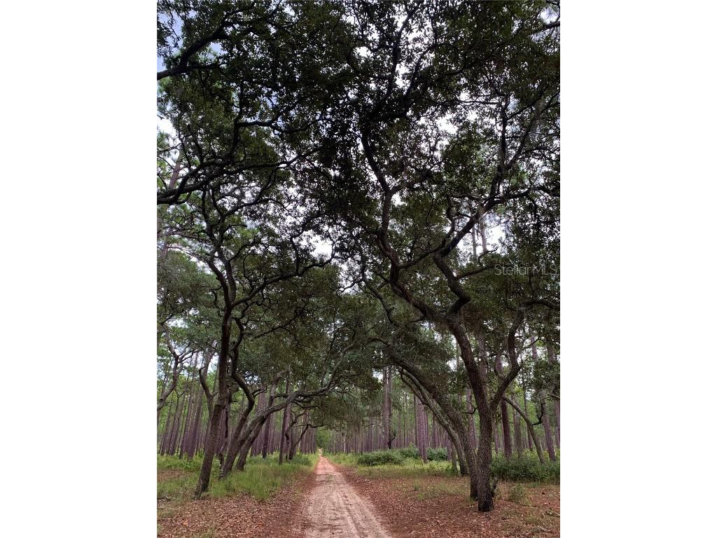 24605 and 24645 NE 177th Terrace Fort Mc Coy FL 32134 TB8433646 image84