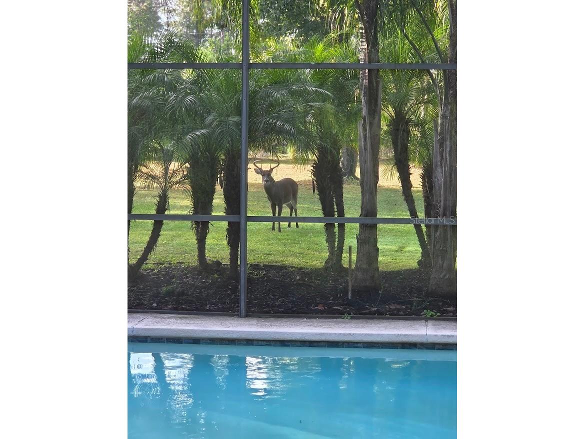 2461 Wassum Trail Oviedo FL 32766 - LAKE PICKETT O6411590 image72