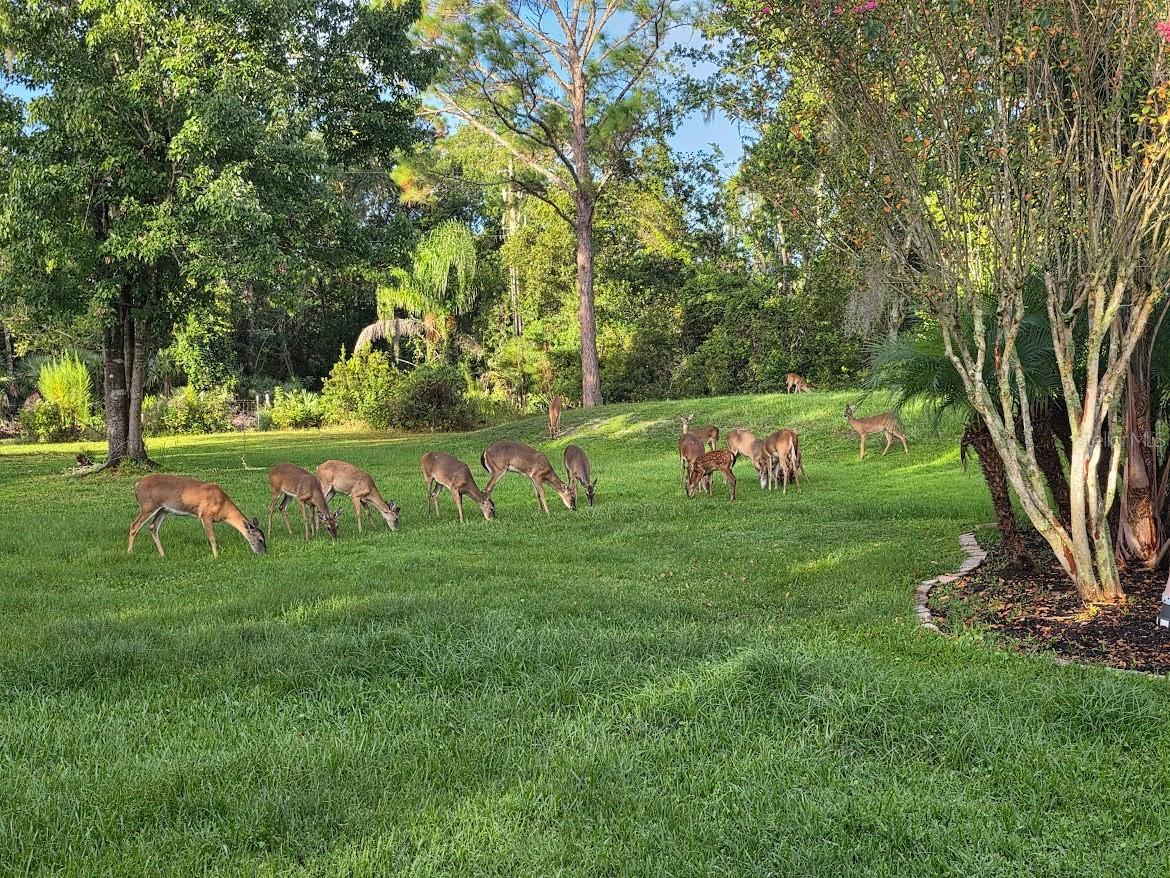 2461 Wassum Trail Oviedo FL 32766 - LAKE PICKETT O6411590 image73