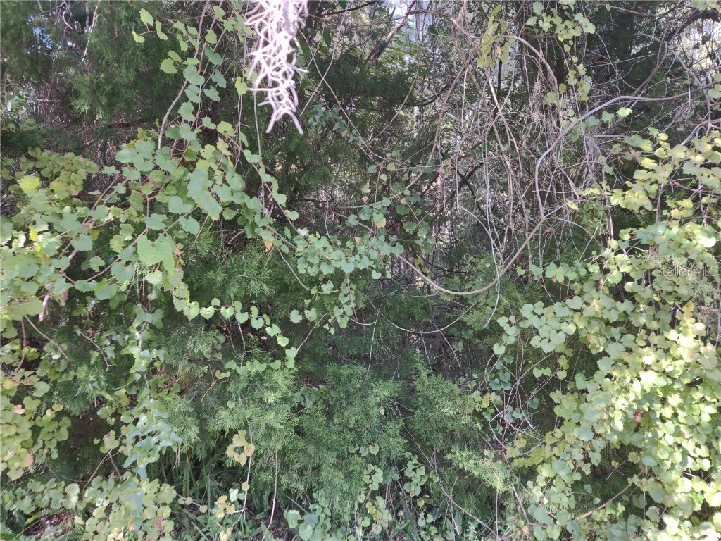 24623 State Road 40 Astor FL 32102 V4927138 image1