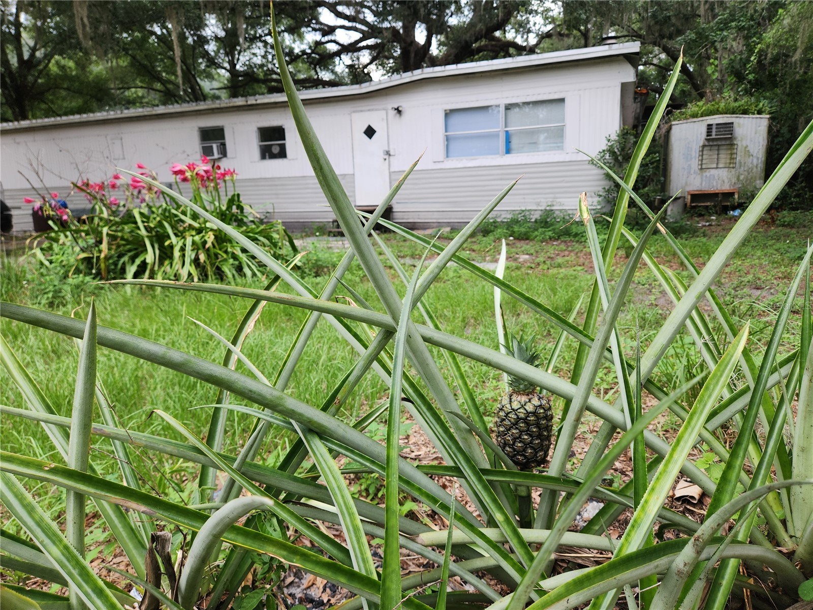 24815 Audrey Road Land O Lakes FL 34639 TB8509285 image1