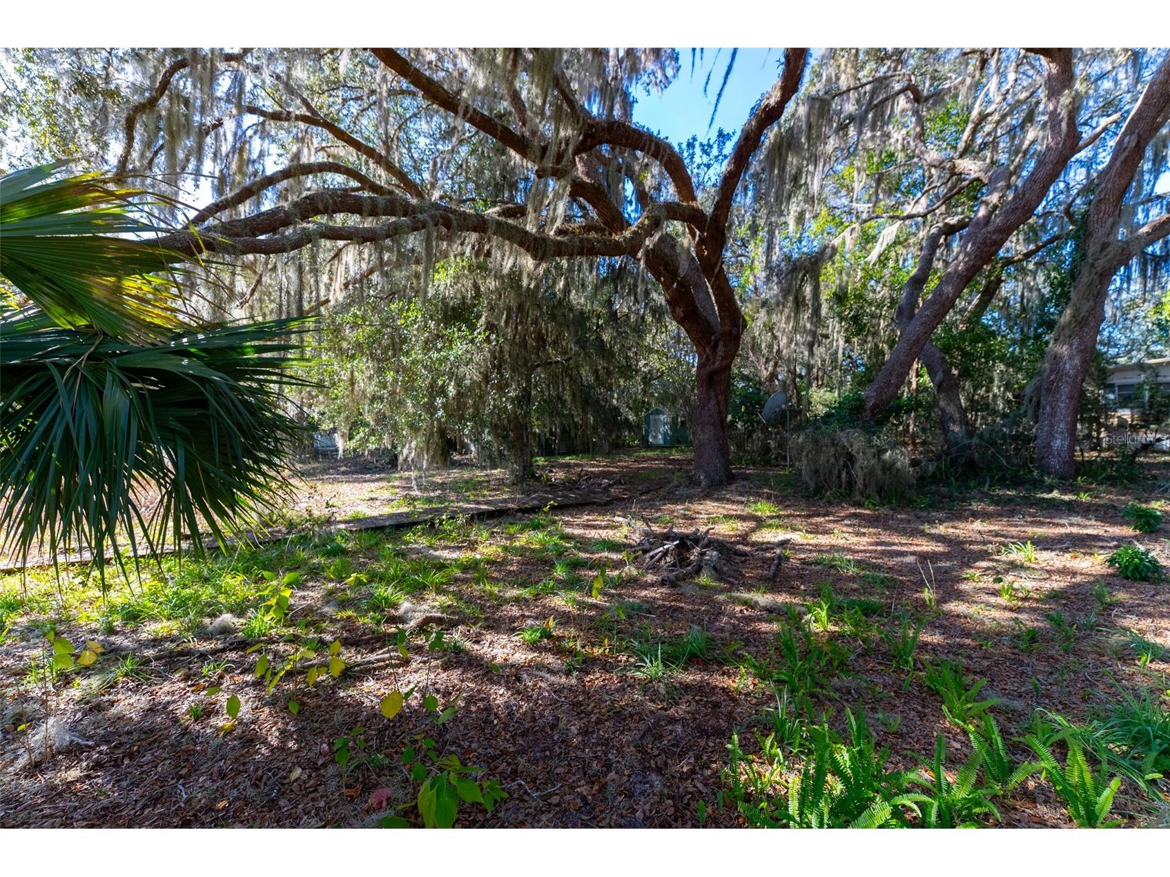 24971 NE 135th Street Salt Springs FL 32134 OM716655 image16