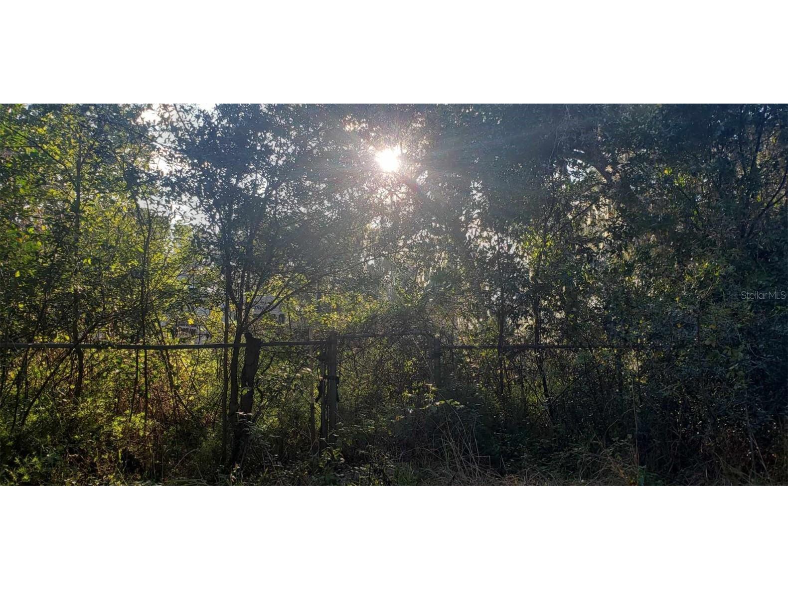 24999 NE 133rd Place Salt Springs FL 32134 OM695750 image1