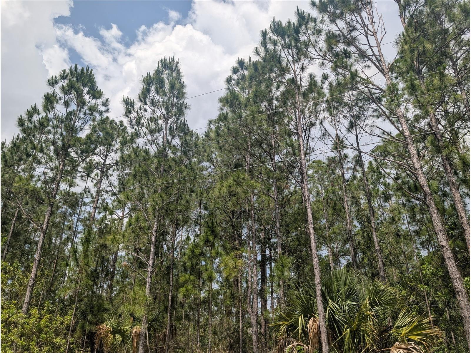 25 Amaryllis Drive Indian Lake Estates FL 33855 - LAKE WALK-IN-WATER P4938804 image14