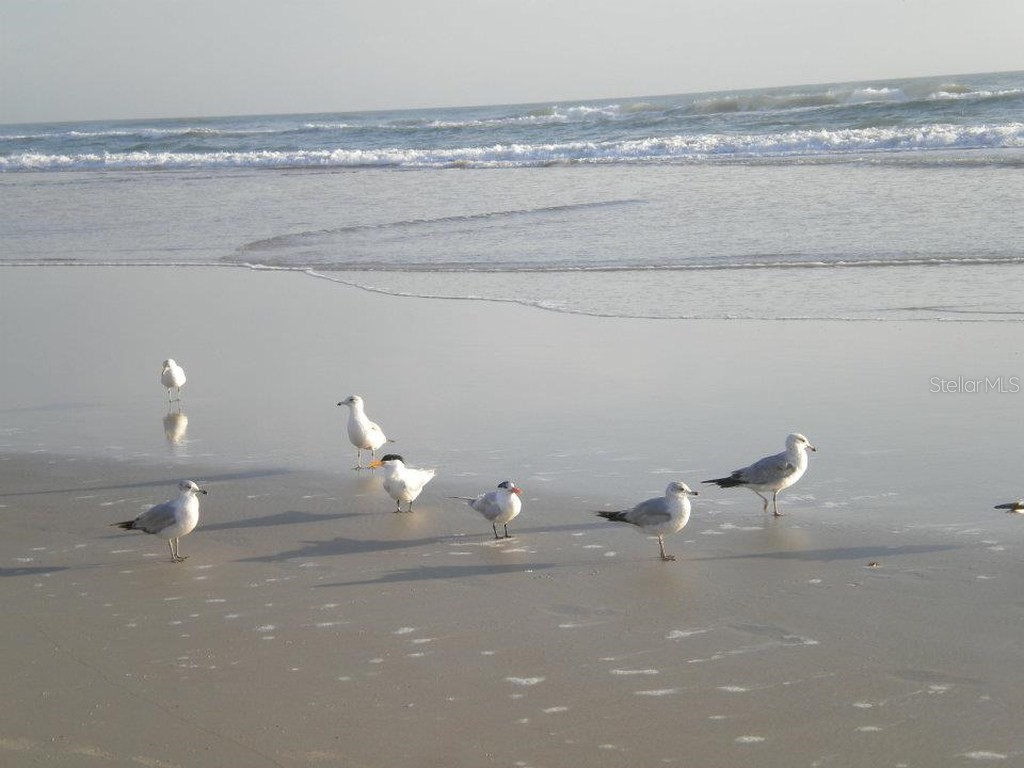 25 Andrea Drive New Smyrna Beach FL 32168 NS1088381 image59