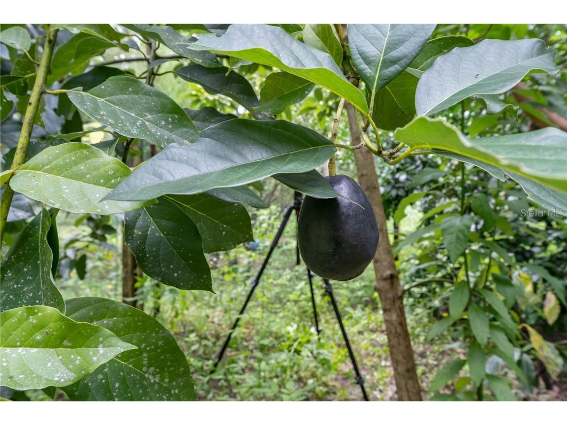 250 W West Lake Drive Hawthorne FL 32640 - WEST LAKE GC523118 image18