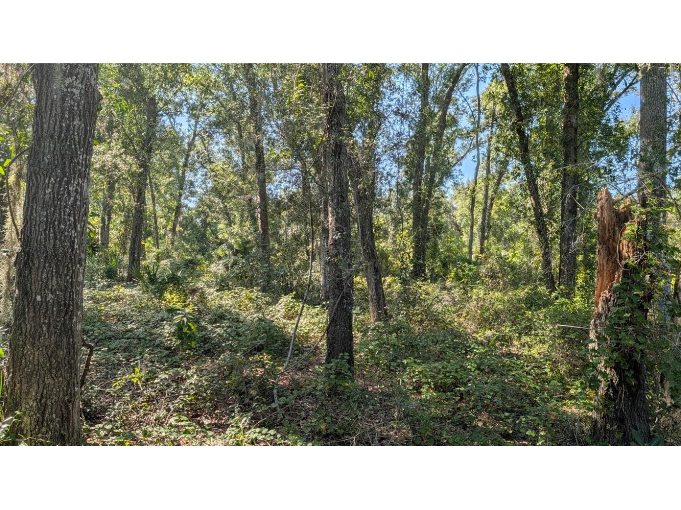 2500 Plymouth Sorrento Road Apopka FL 32712 G5103459 image4