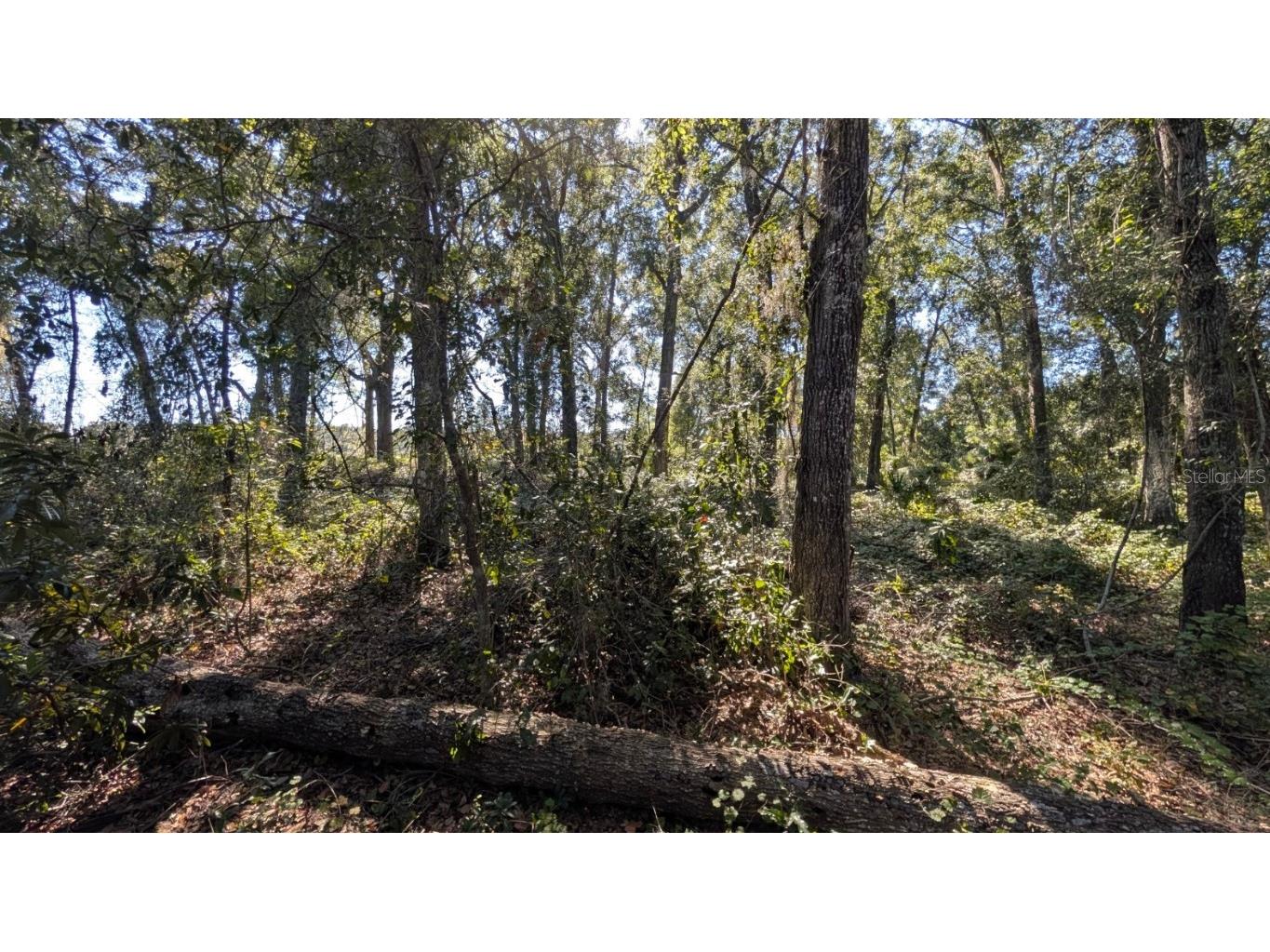 2500 Plymouth Sorrento Road Apopka FL 32712 G5103459 image5