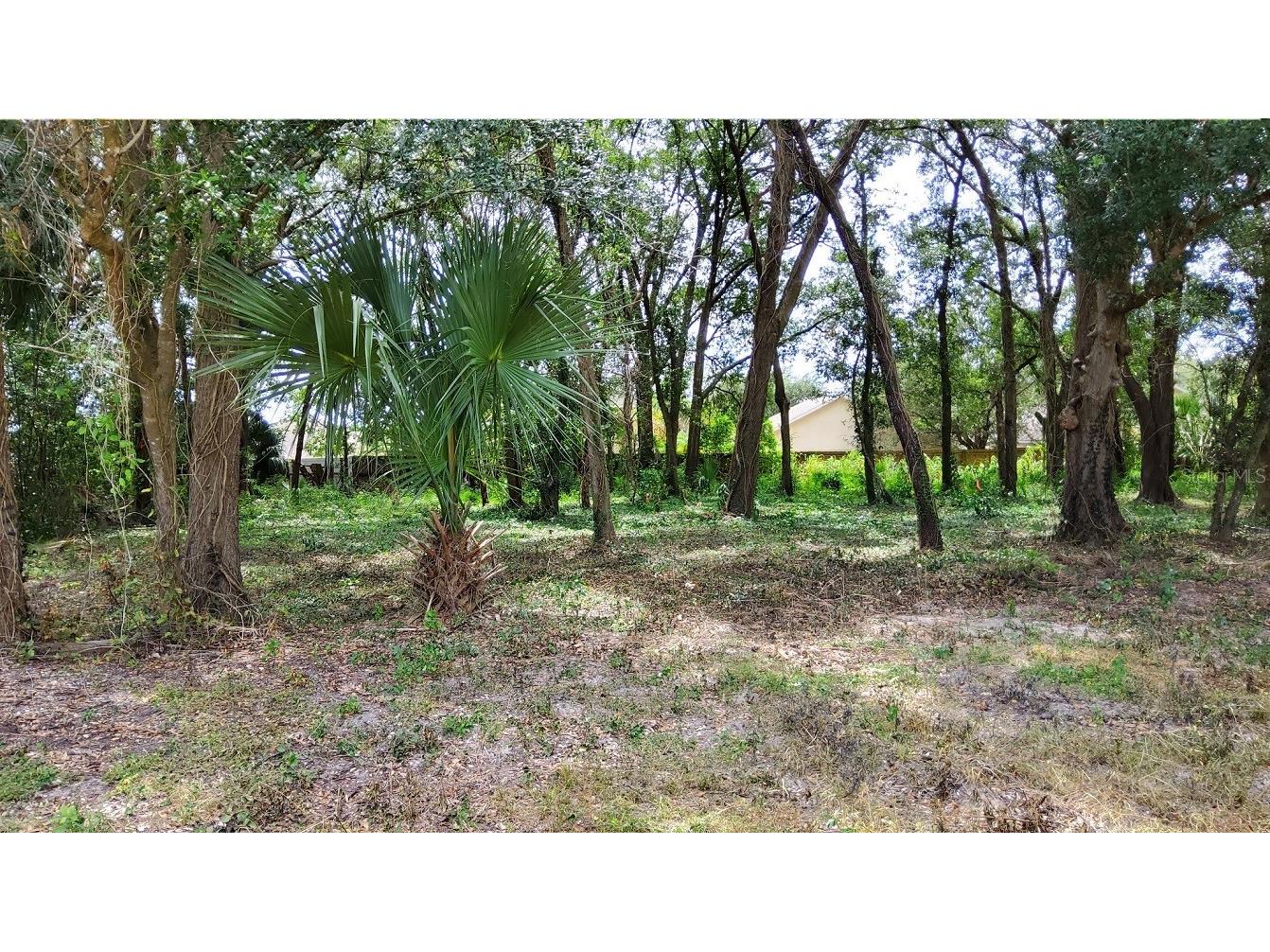 25050 Algonquin Avenue Mount Plymouth FL 32776 TB8506729 image2
