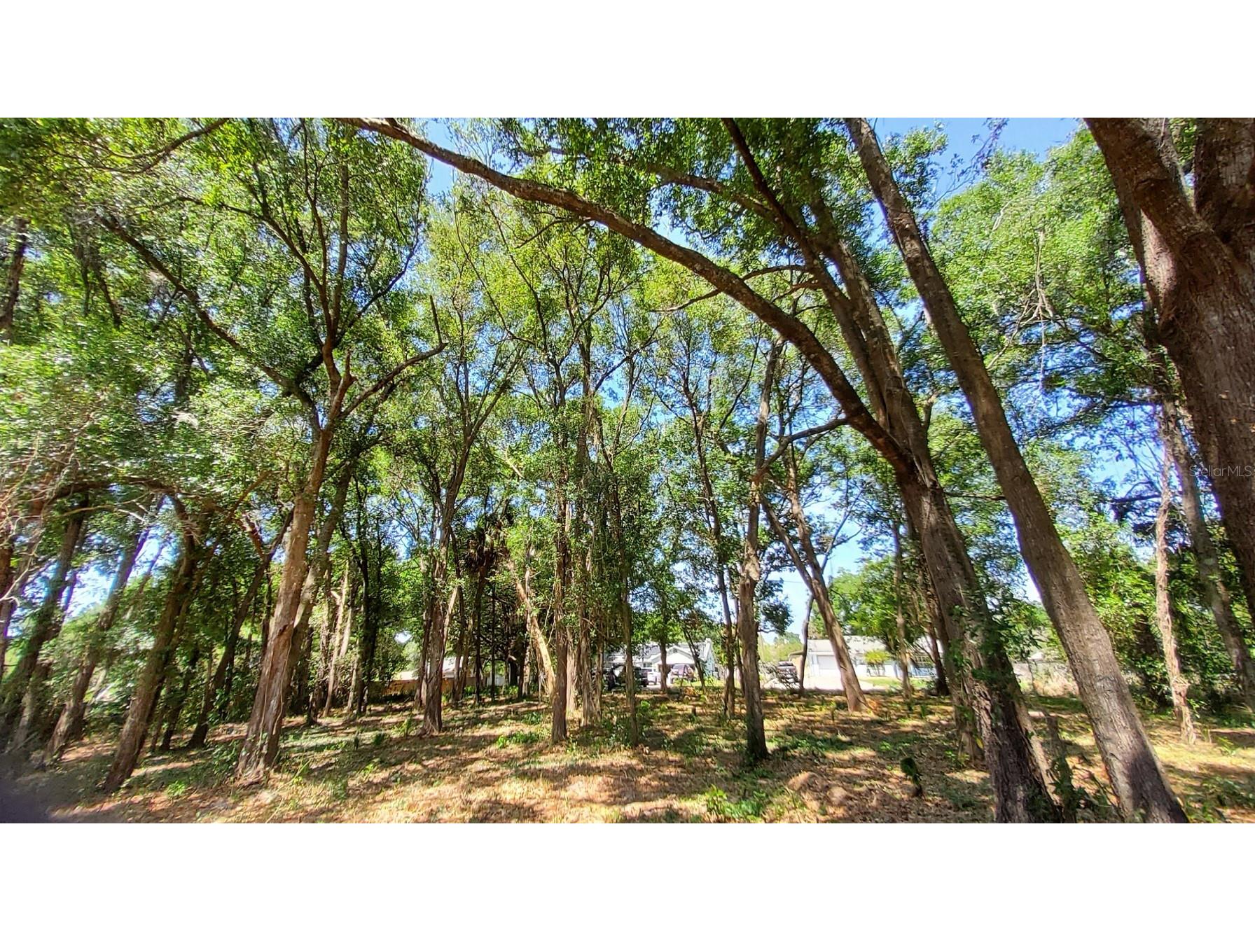 25050 Algonquin Avenue Mount Plymouth FL 32776 TB8506729 image7