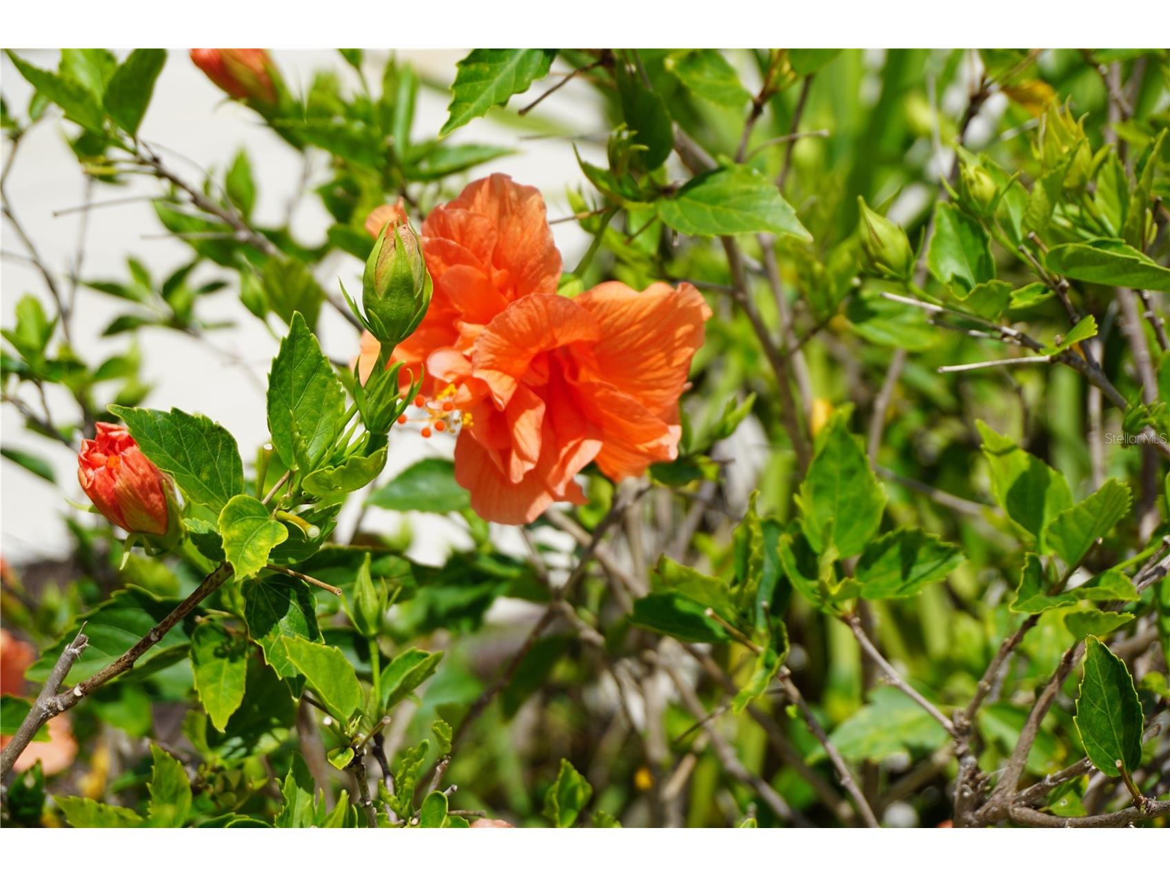 25115 Esmeralda Court Punta Gorda FL 33955 C7501855 image51