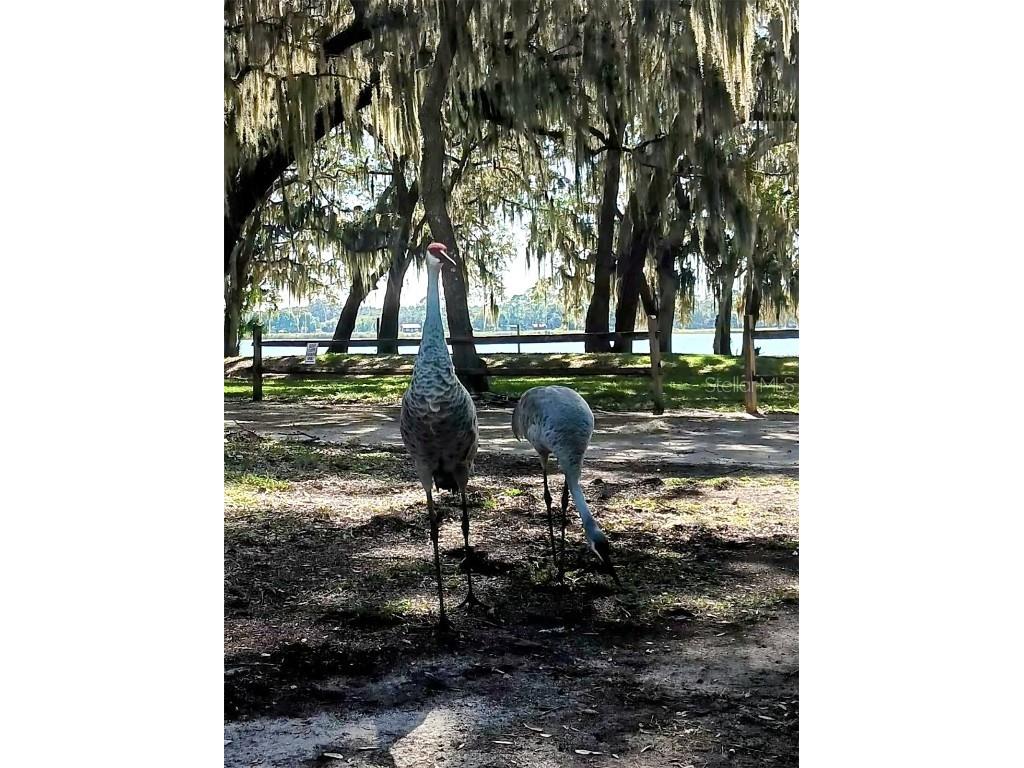 25164 NE 140th Loop #239 Salt Springs FL 32134 O6355329 image24