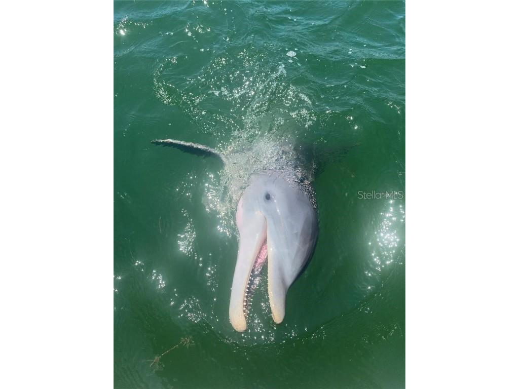 2518 Coral Court Indian Rocks Beach FL 33785 TB8444266 image43