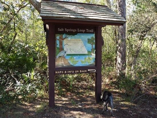 25210 NE 133rd Street Fort Mc Coy FL 32134 O6330423 image31