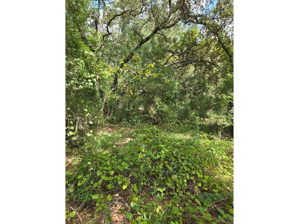 2524 Clearwood Street Inverness FL 34452 W7868679 image1