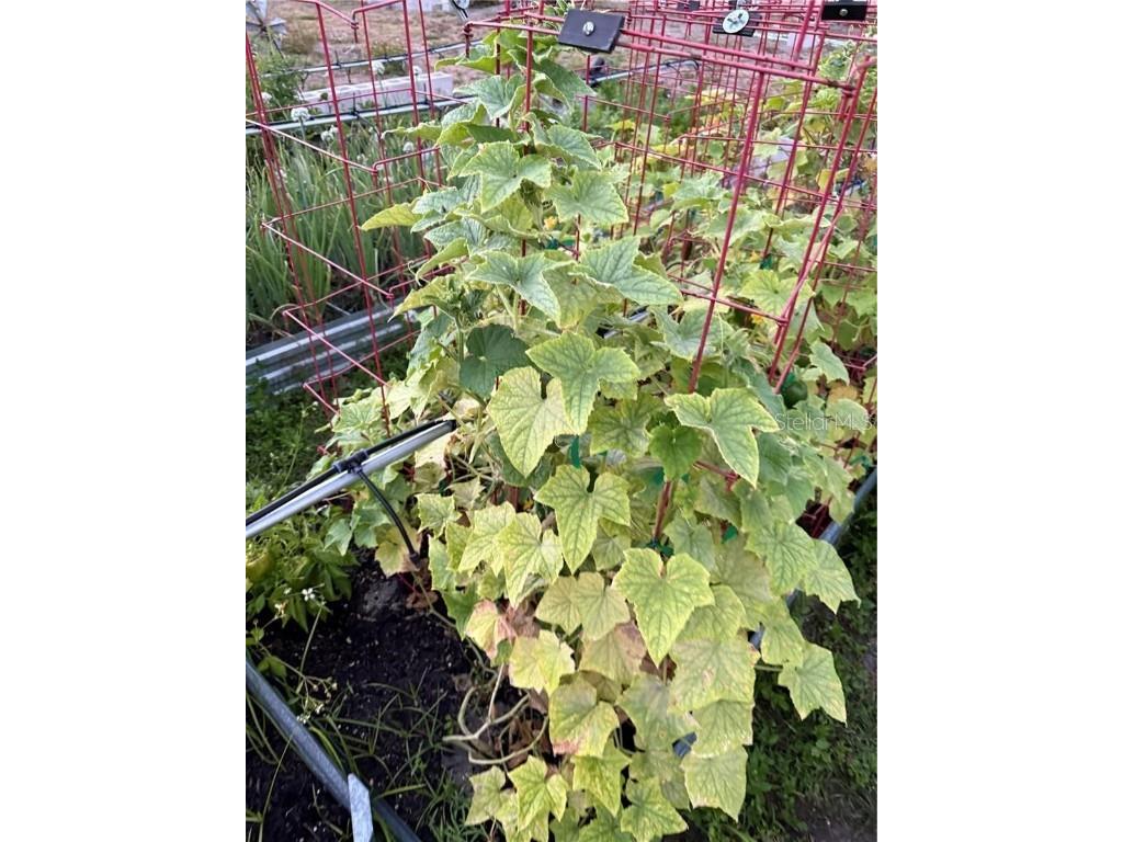 25250 E Sr 64 Myakka City FL 34251 - LAKE MANATEE A4676603 image39