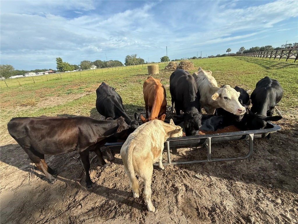 25250 E Sr 64 Myakka City FL 34251 - LAKE MANATEE A4676603 image43