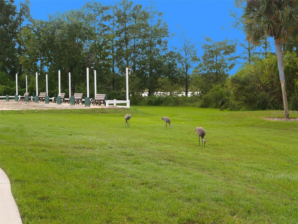 25327 Temple Court Leesburg FL 34748 O6359586 image36