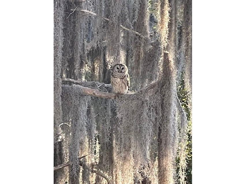 2533 Dolly Bay Drive #203 Palm Harbor FL 34684 - LAKE TARPON TB8386582 image34